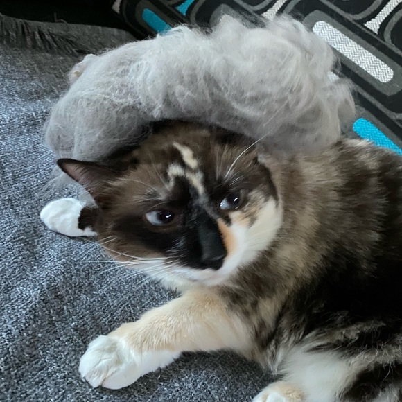 Meet your Posher, Lepetit - Picture 3 of 14